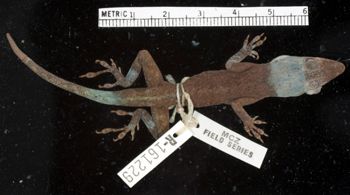 Media type: image;   Herpetology R-161229 Aspect: dorsal